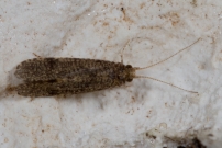 Une femelle (Trichoptre - Ecnomidae - Cyrnus trimaculatus) (G)